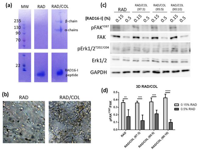 FAK Antibody in Western Blot (WB)