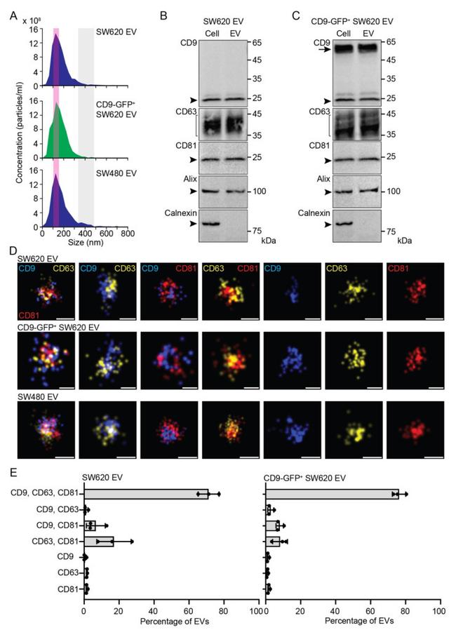 CD63 Antibody in Western Blot (WB)