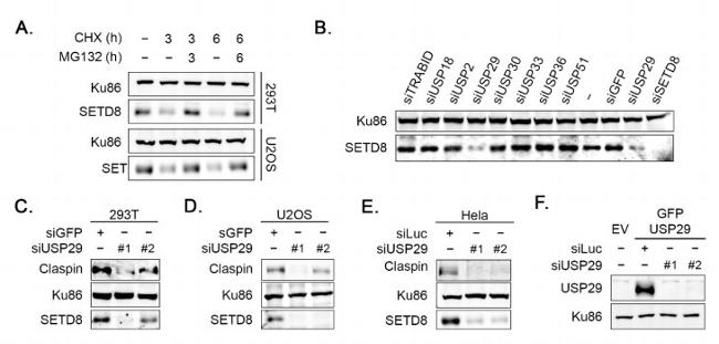 SETD8 Antibody in Western Blot (WB)