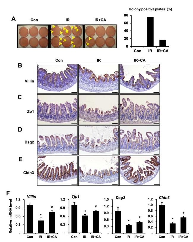 Claudin 3 Antibody in Immunohistochemistry (IHC)