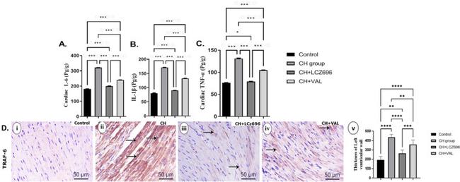 TRAF6 Antibody in Immunohistochemistry (IHC)