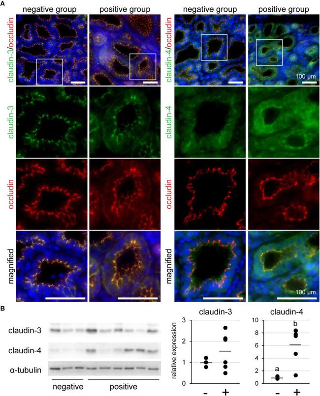 Claudin 3 Antibody in Western Blot, Immunohistochemistry (WB, IHC)