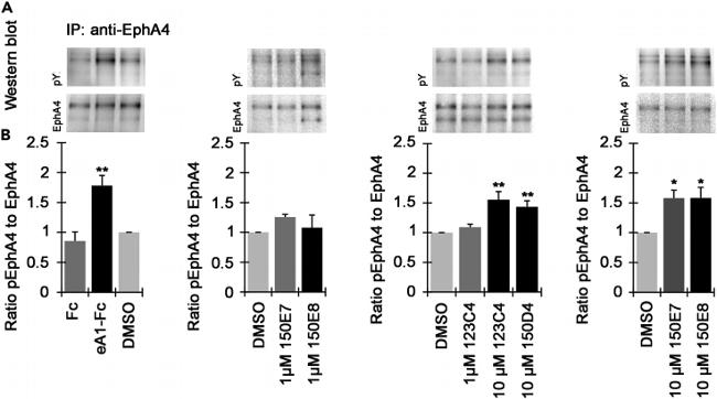 EphA4 Antibody in Western Blot, Immunoprecipitation (WB, IP)