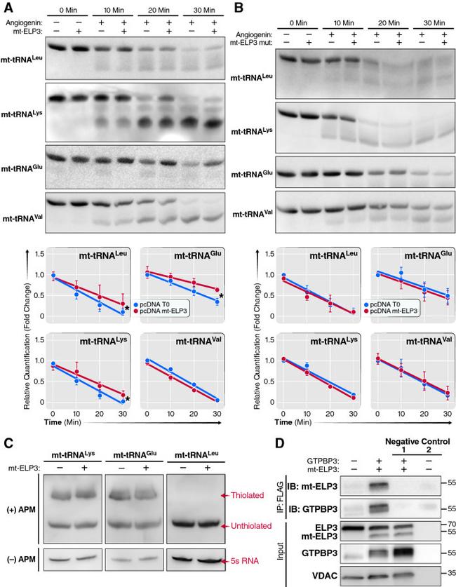 GTPBP3 Antibody in Western Blot (WB)