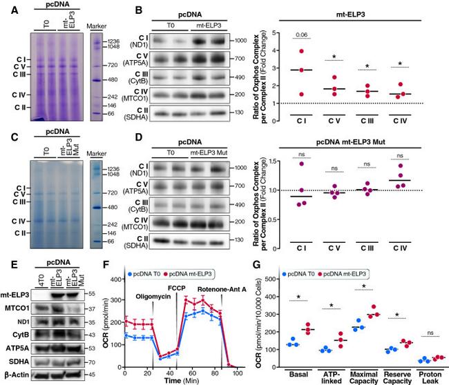 MTCO1 Antibody in Western Blot (WB)