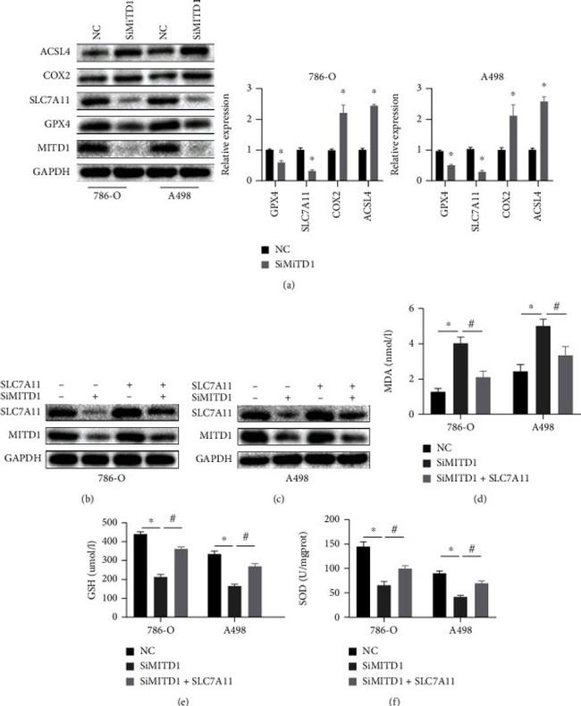 MITD1 Antibody in Western Blot (WB)