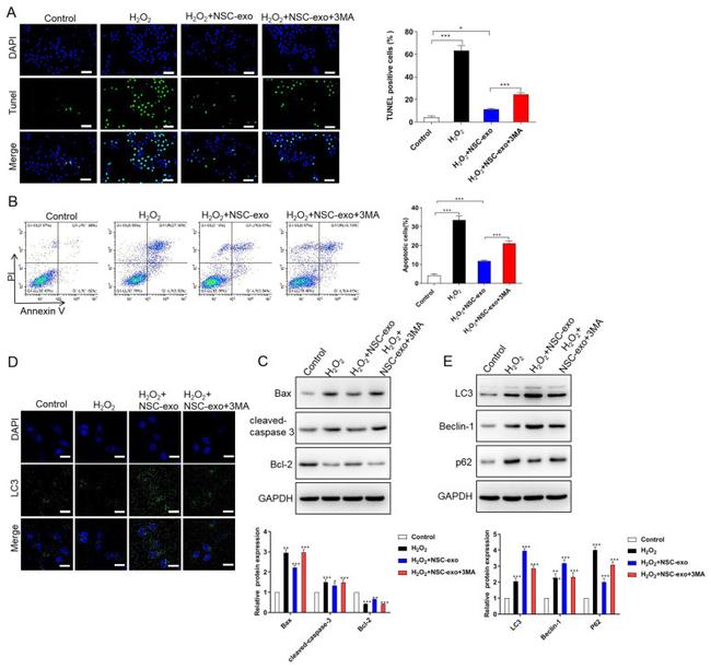 Bcl-2 Antibody in Western Blot (WB)