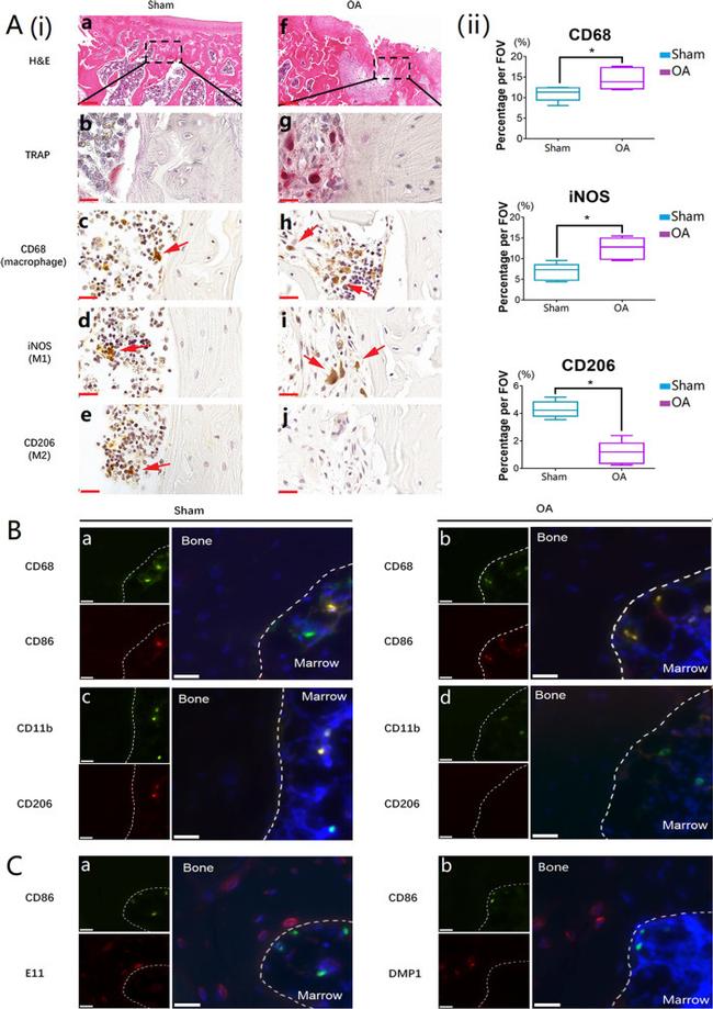 iNOS Antibody in Immunohistochemistry (IHC)