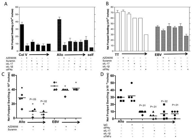 IL-1 beta Antibody in Neutralization (Neu)