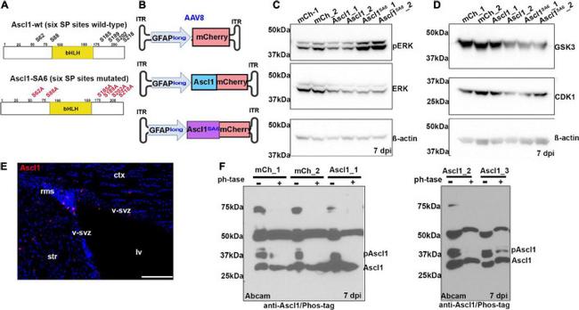 CDK1 Antibody in Western Blot (WB)