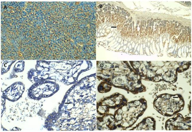 Ghrelin Antibody in Immunohistochemistry (IHC)