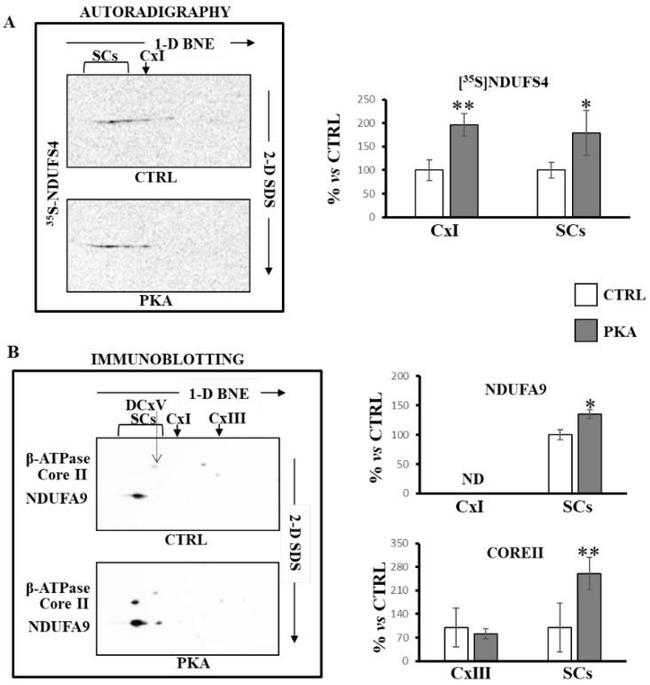 NDUFA9 Antibody in Western Blot (WB)