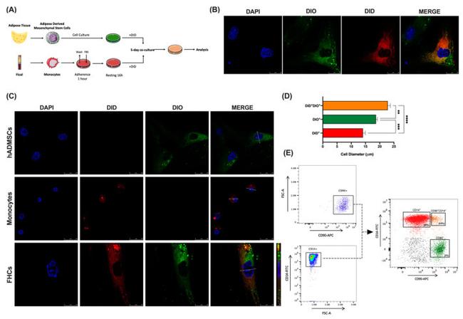 CD90 (Thy-1) Antibody in Flow Cytometry (Flow)