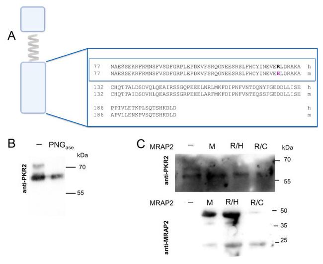 MRAP2 Antibody in Western Blot (WB)