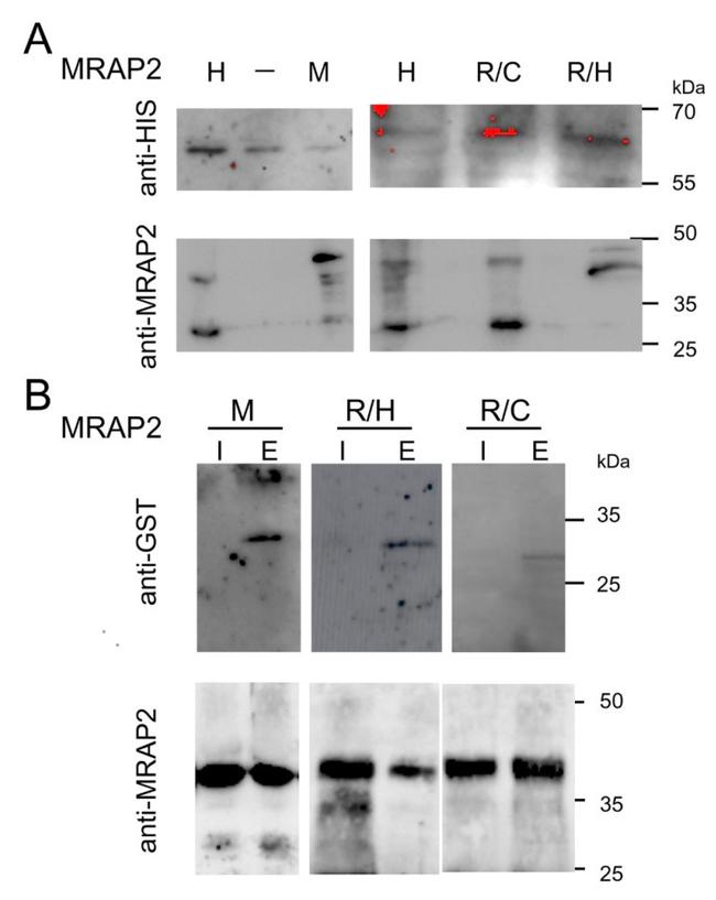 MRAP2 Antibody in Western Blot (WB)