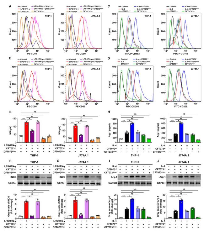 CD86 (B7-2) Antibody in Flow Cytometry (Flow)