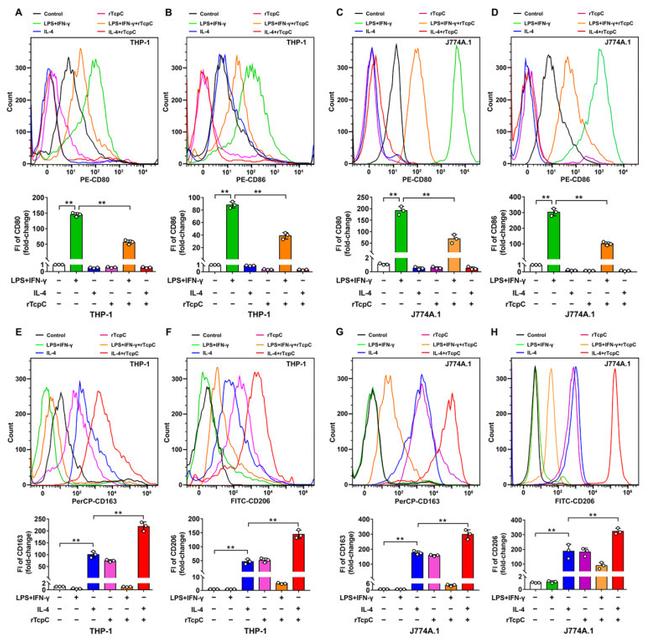 CD80 (B7-1) Antibody in Flow Cytometry (Flow)