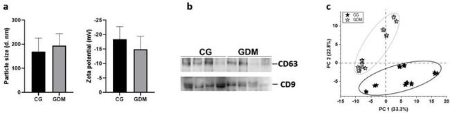 CD9 Antibody in Western Blot (WB)