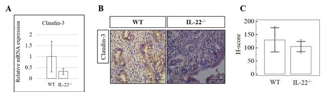 Claudin 3 Antibody in Immunohistochemistry (IHC)