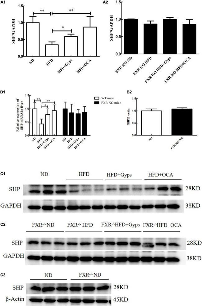 NR0B2 Antibody in Western Blot (WB)