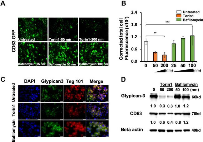 Glypican 3 Antibody in Western Blot (WB)