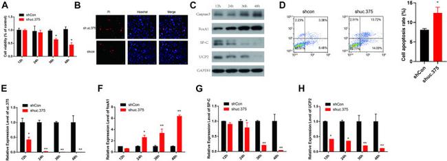 SFTPC Antibody in Western Blot (WB)