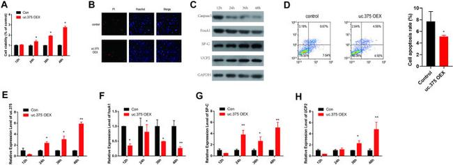 SFTPC Antibody in Western Blot (WB)