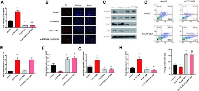 SFTPC Antibody in Western Blot (WB)