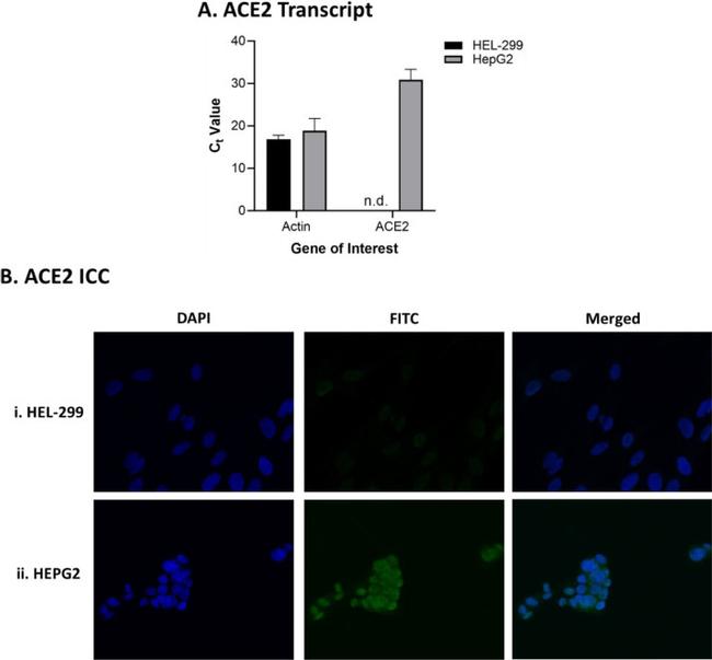 ACE2 Antibody in Immunocytochemistry (ICC/IF)