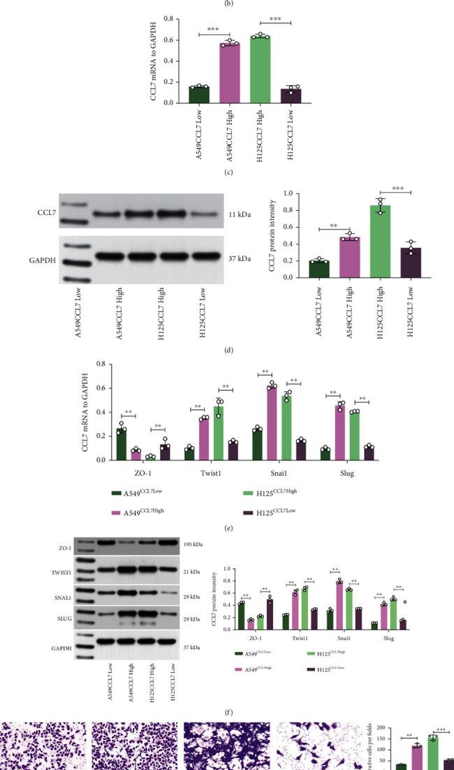 MCP-3 Antibody in Western Blot (WB)