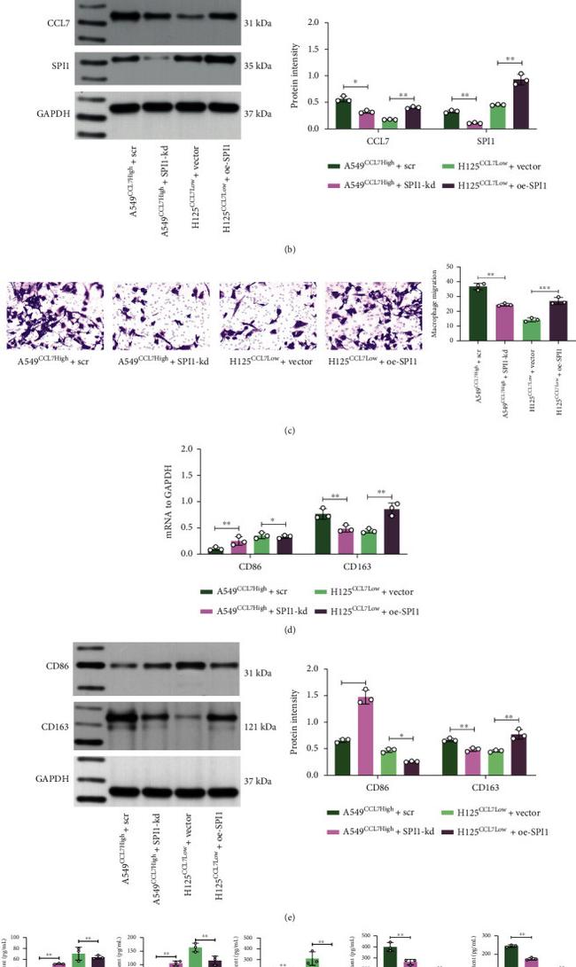 MCP-3 Antibody in Western Blot (WB)