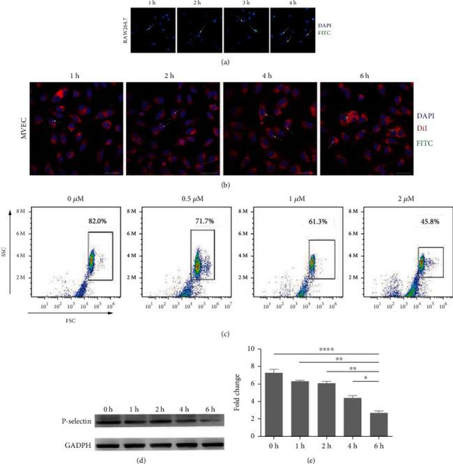 P-Selectin (CD62P) Antibody in Western Blot (WB)