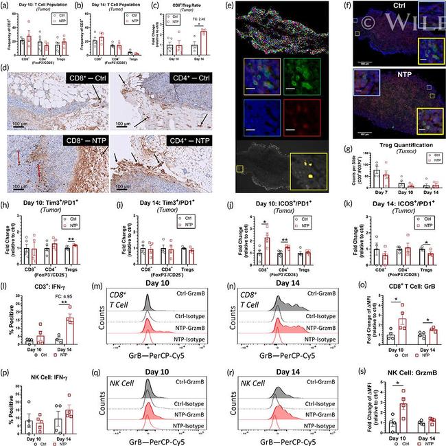 FOXP3 Antibody in Immunohistochemistry (IHC)