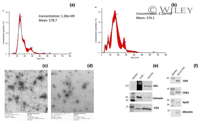 CD81 Antibody in Western Blot (WB)