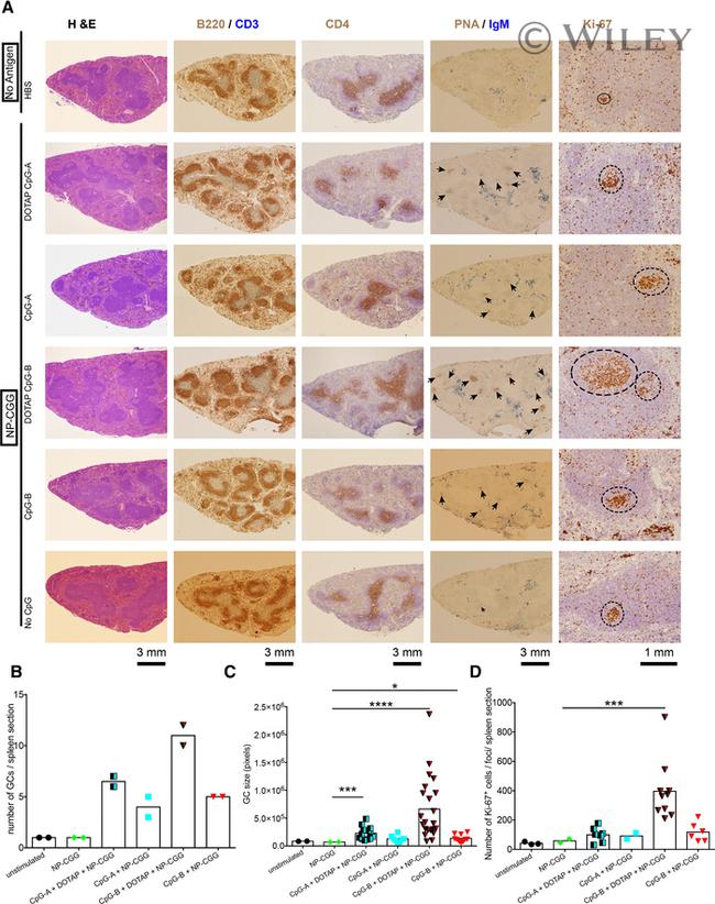 CD3e Antibody in Immunohistochemistry (IHC)