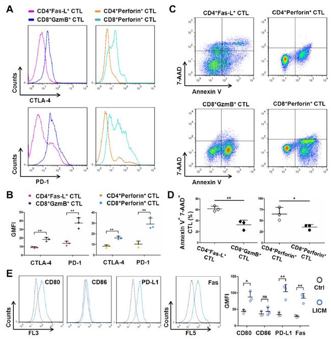 CD95 (APO-1/Fas) Antibody in Flow Cytometry (Flow)