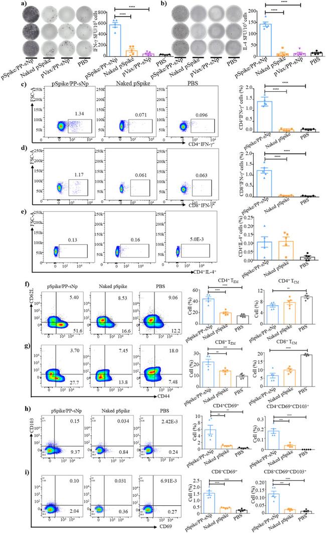 CD4 Antibody in Flow Cytometry (Flow)