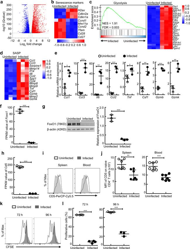 CD5 Antibody in Flow Cytometry (Flow)