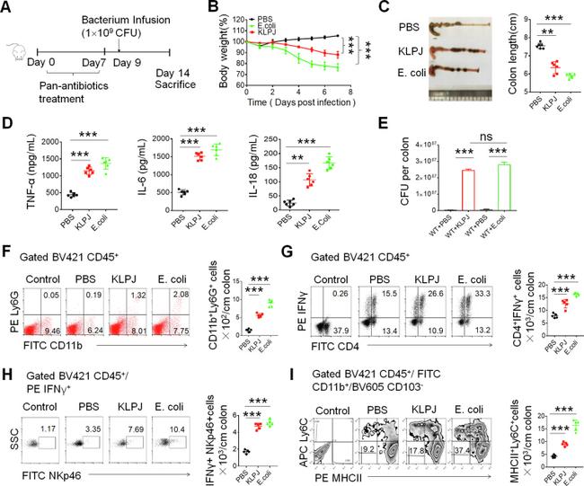 IFN gamma Antibody in Flow Cytometry (Flow)