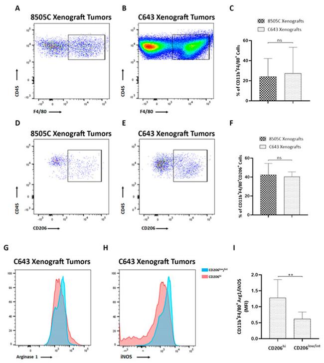 CD206 (MMR) Antibody in Flow Cytometry (Flow)