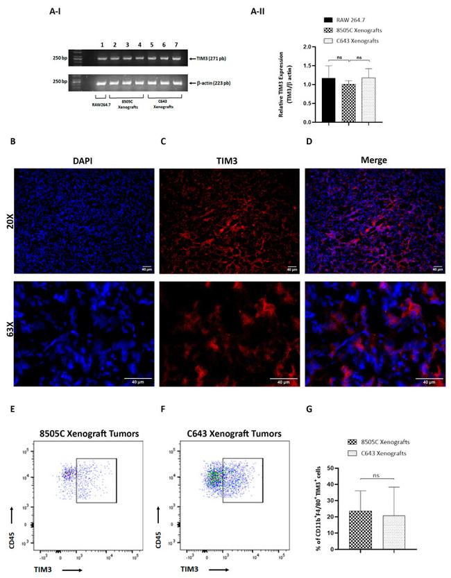 CD366 (TIM3) Antibody in Flow Cytometry (Flow)