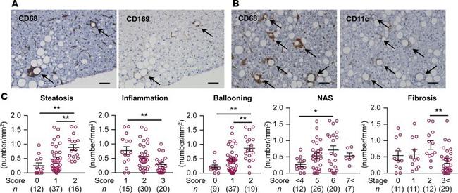 CD11c Antibody in Immunohistochemistry (IHC)