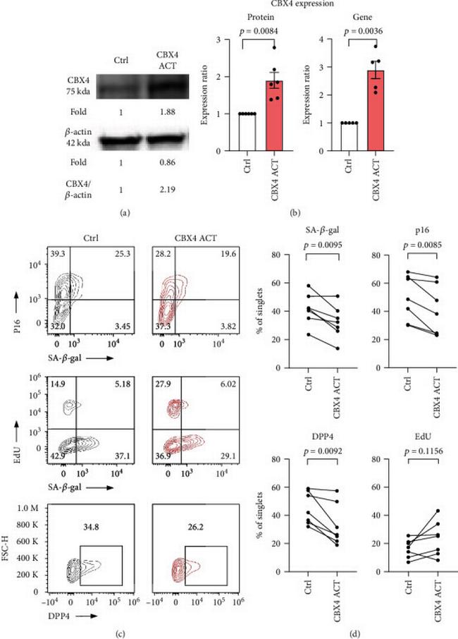 CD26 Antibody in Flow Cytometry (Flow)