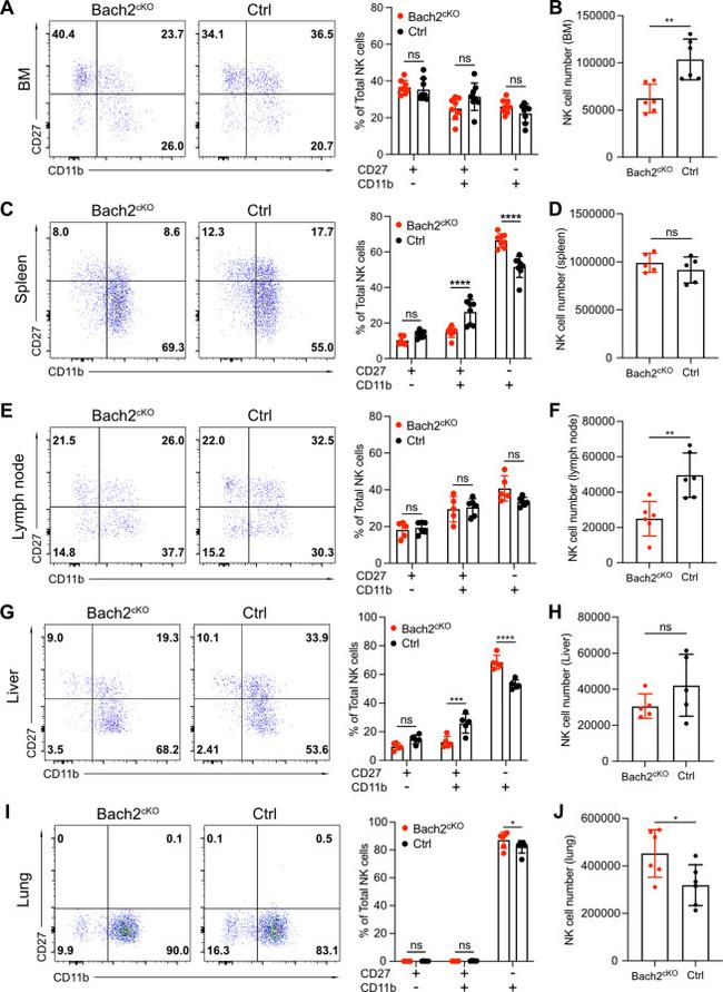 CD27 Antibody in Flow Cytometry (Flow)