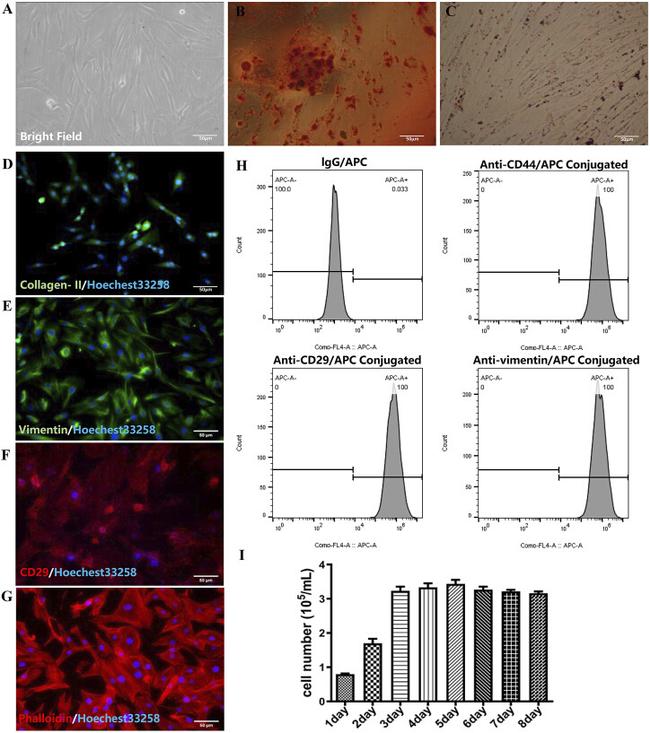 CD29 (Integrin beta 1) Antibody in Immunocytochemistry (ICC/IF)