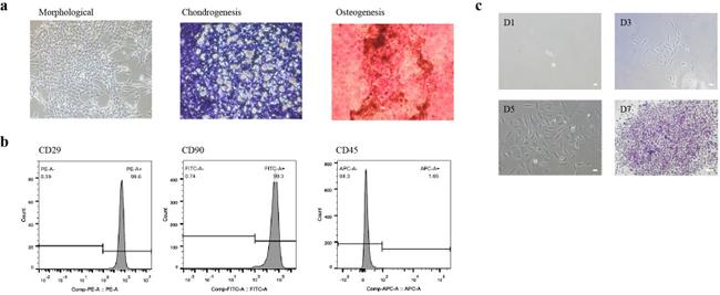 CD90.1 (Thy-1.1) Antibody in Flow Cytometry (Flow)