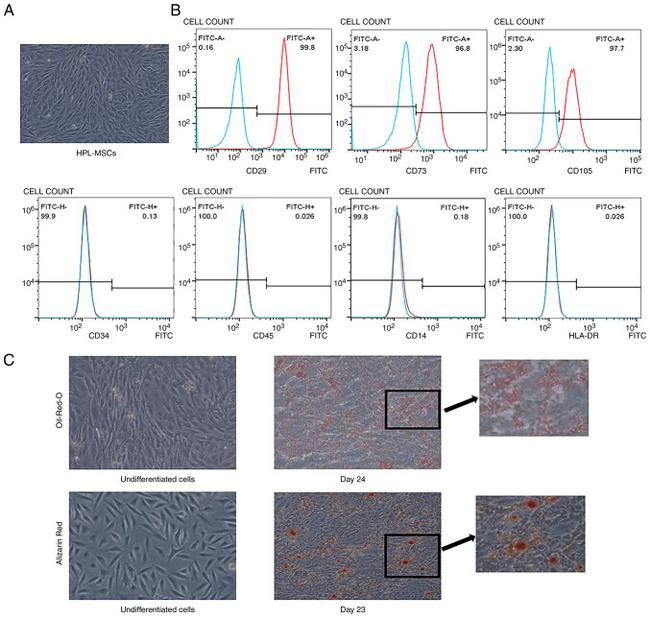 CD105 Antibody in Flow Cytometry (Flow)