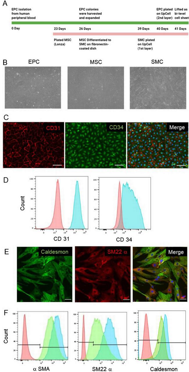 CD34 Antibody in Flow Cytometry (Flow)