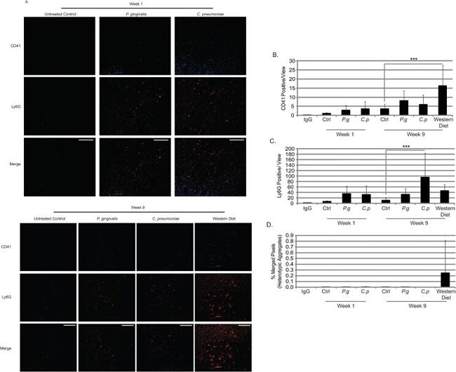 CD41a Antibody in Flow Cytometry (Flow)