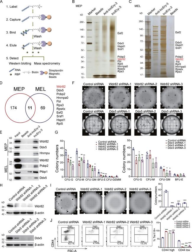 CD44 Antibody in Flow Cytometry (Flow)